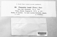 Pleonectria lamyii image